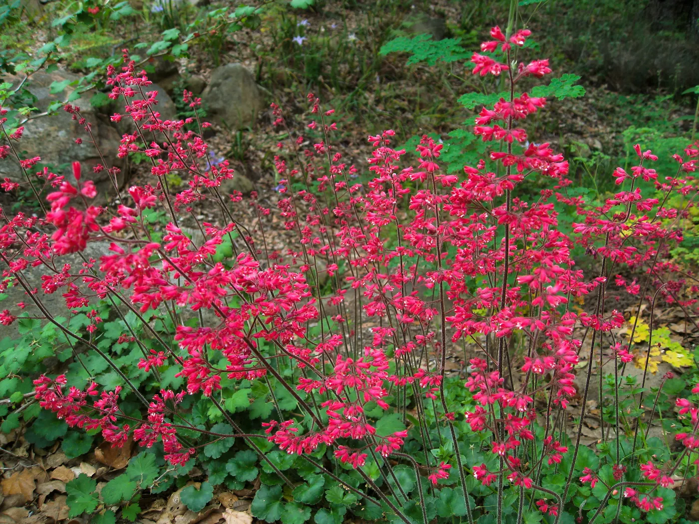 Heuchera 'Canyon Delight'