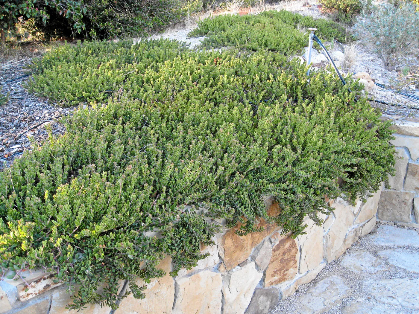 Ground cover manzanita at the Connelly garden in Hollister Ranch