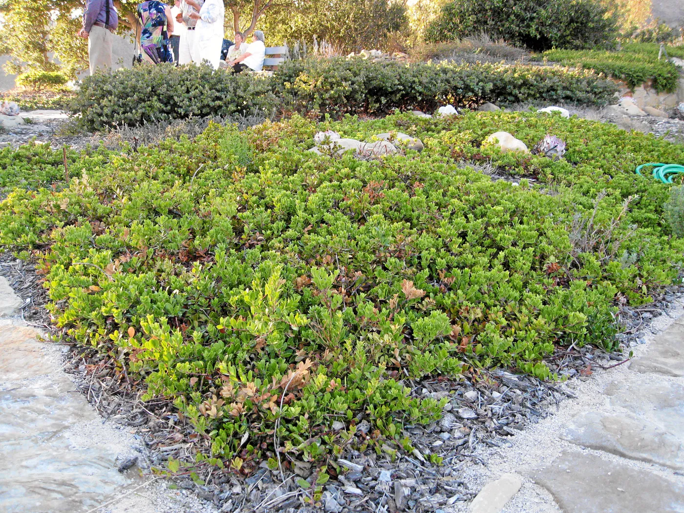 Ground cover manzanita at the Connelly garden in Hollister Ranch