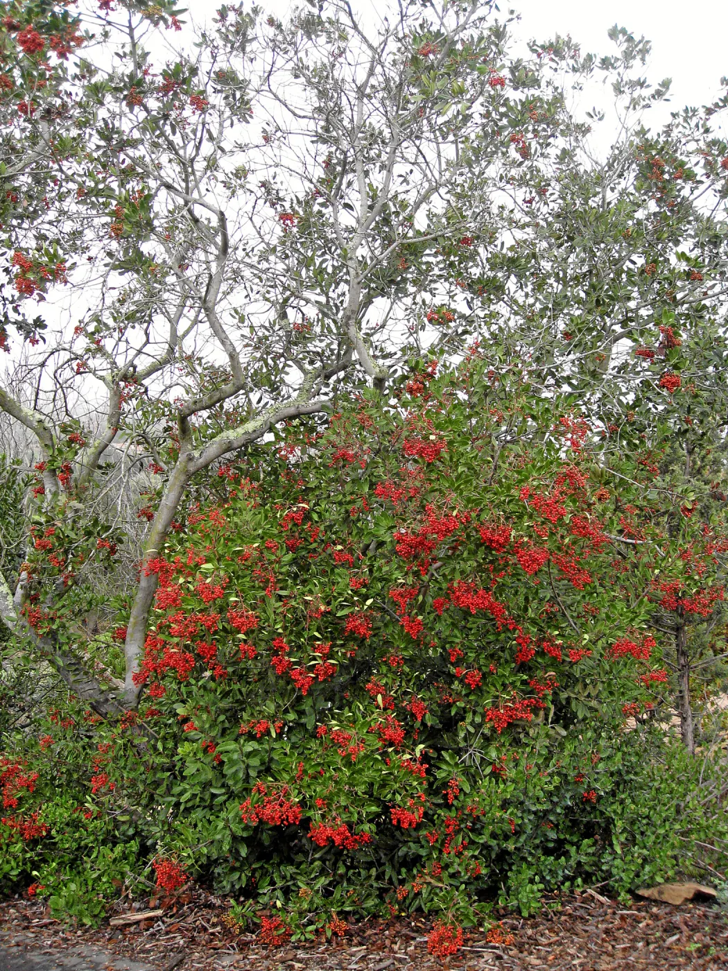 Toyon in fruit at top of parking lot