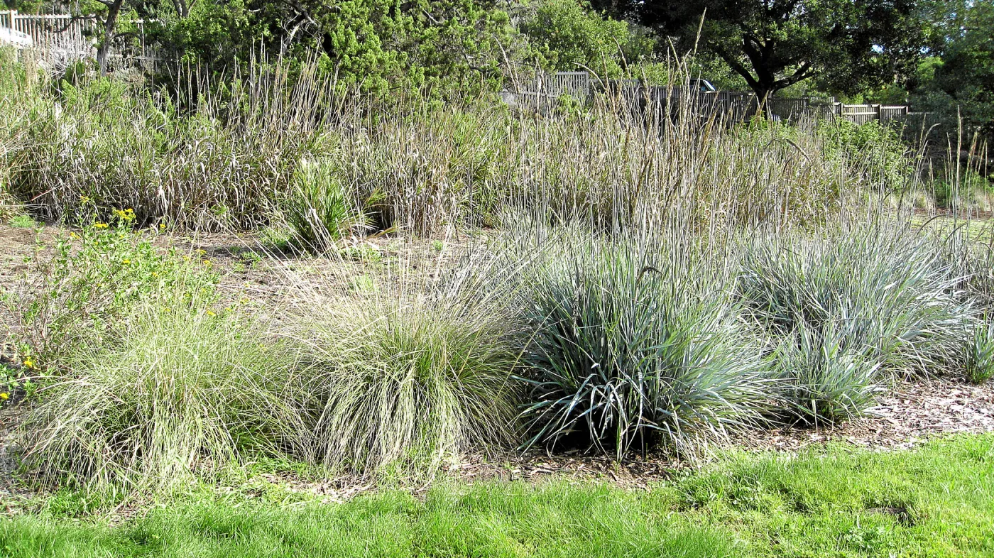 Strips of Leymus 'Canyon Prince' and lawn in the Meadow
