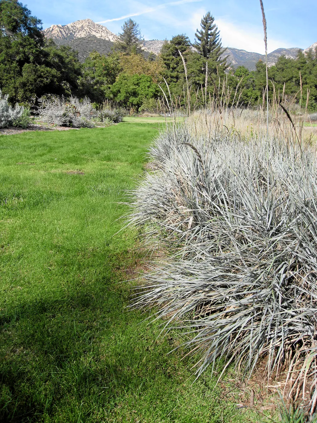 Strips of Leymus 'Canyon Prince' and lawn in the Meadow