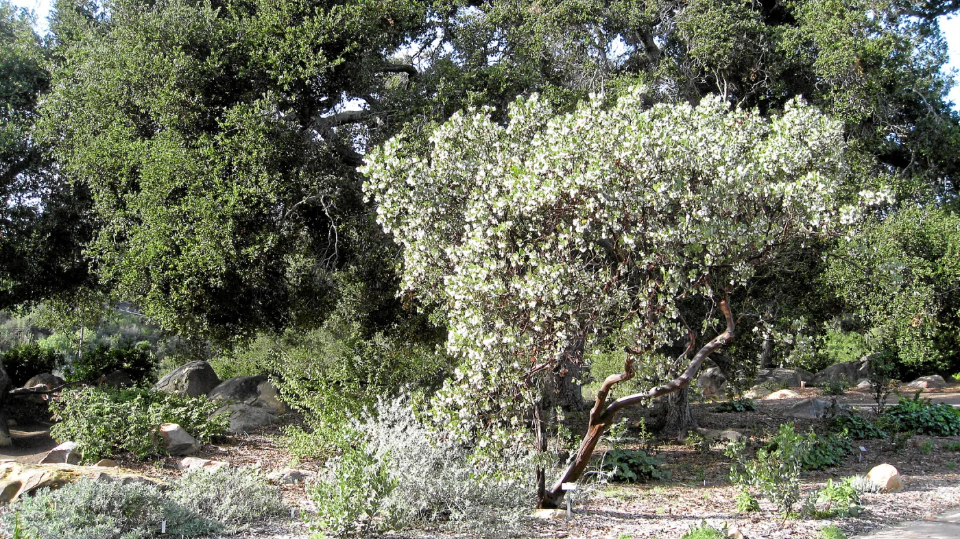 Arctostaphylos glauca in bloom west side of the Meadow