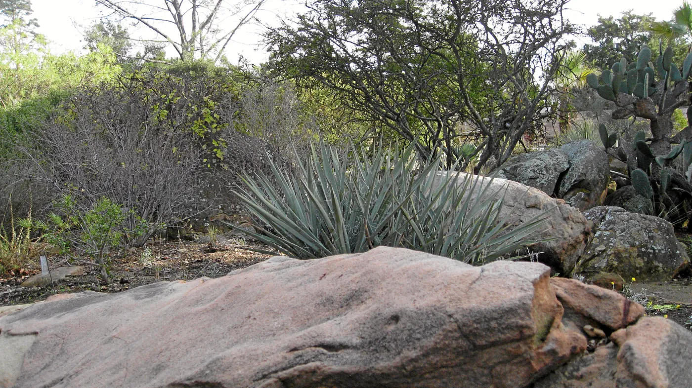 Sandstone boulders in the Desert Section
