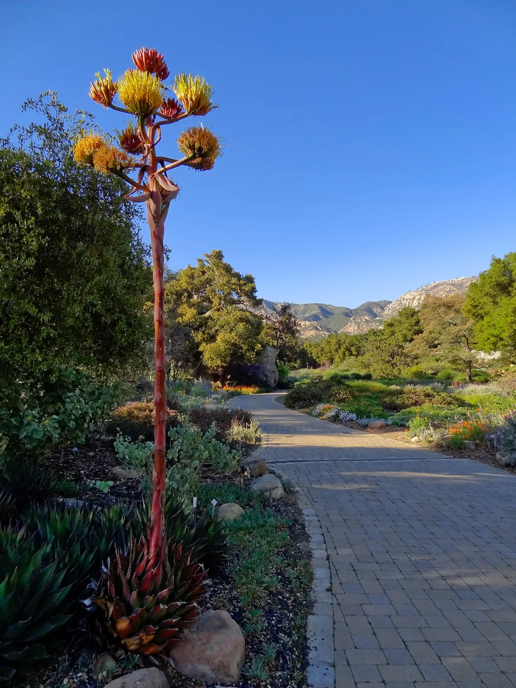 Agave shawii inflorescence, in bloom in the Desert Section