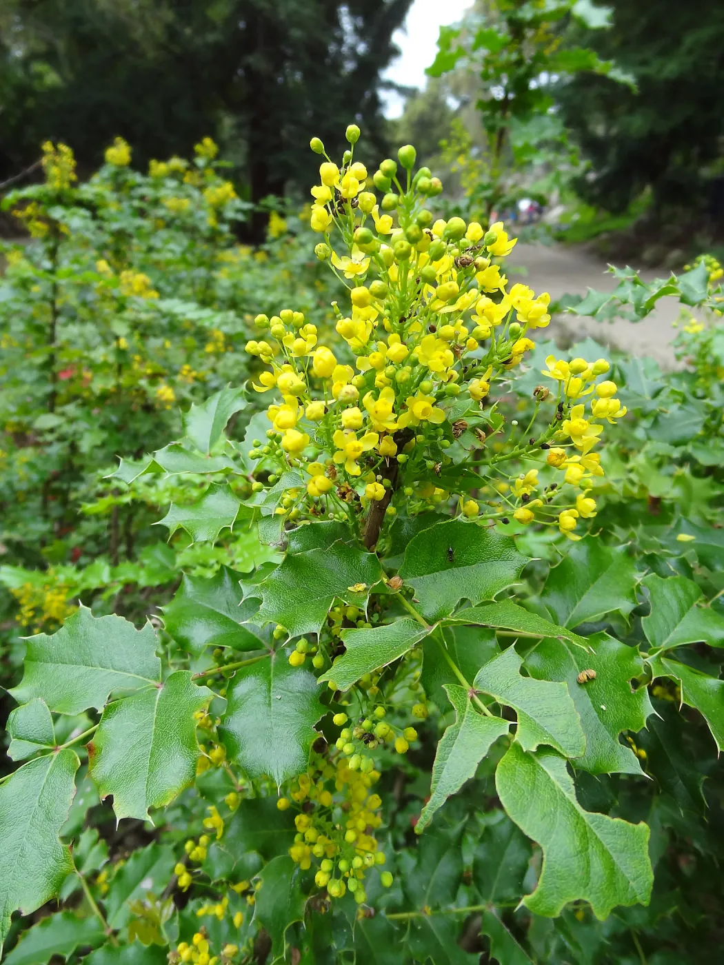 Berberis pinnata in bloom, Arroyo Section