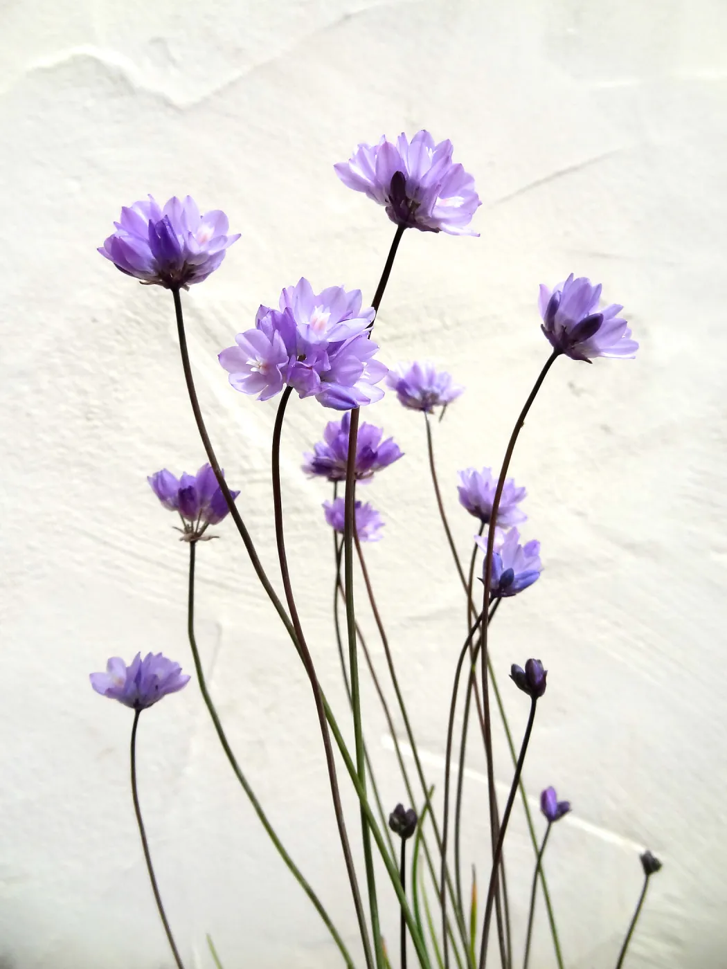 Dichelostemma flowers