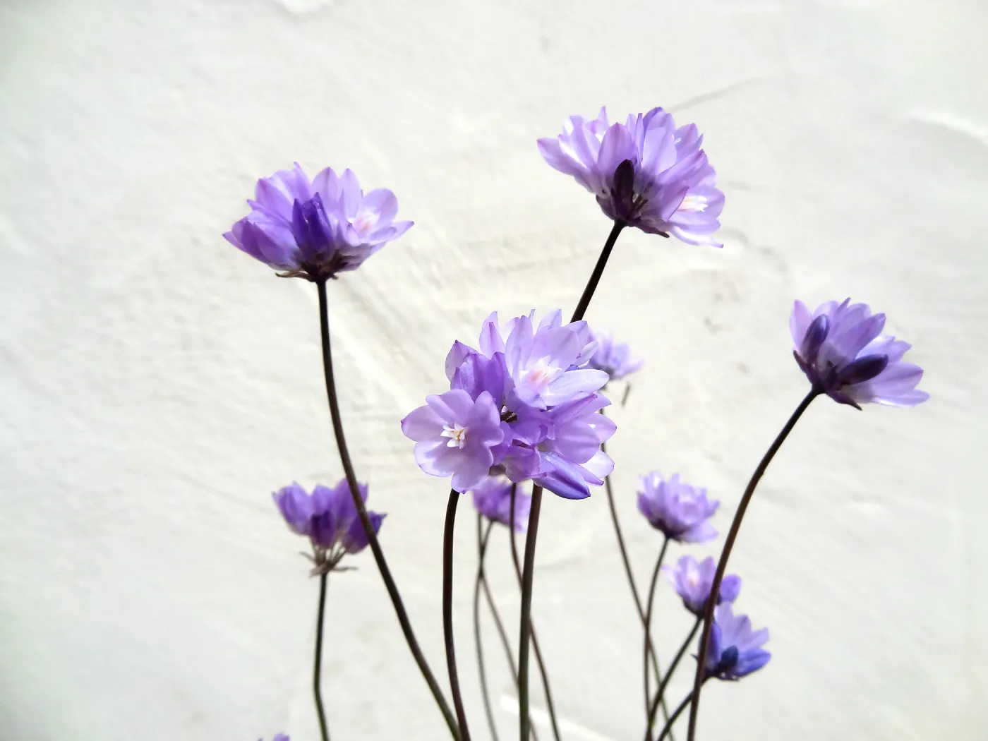 Dichelostemma flowers