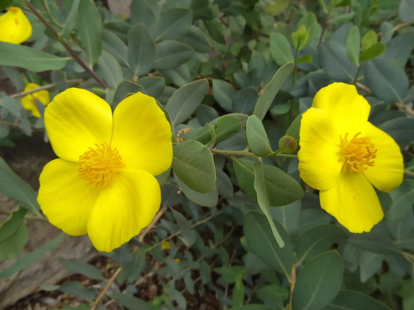 Dendromecon, Herbarium building