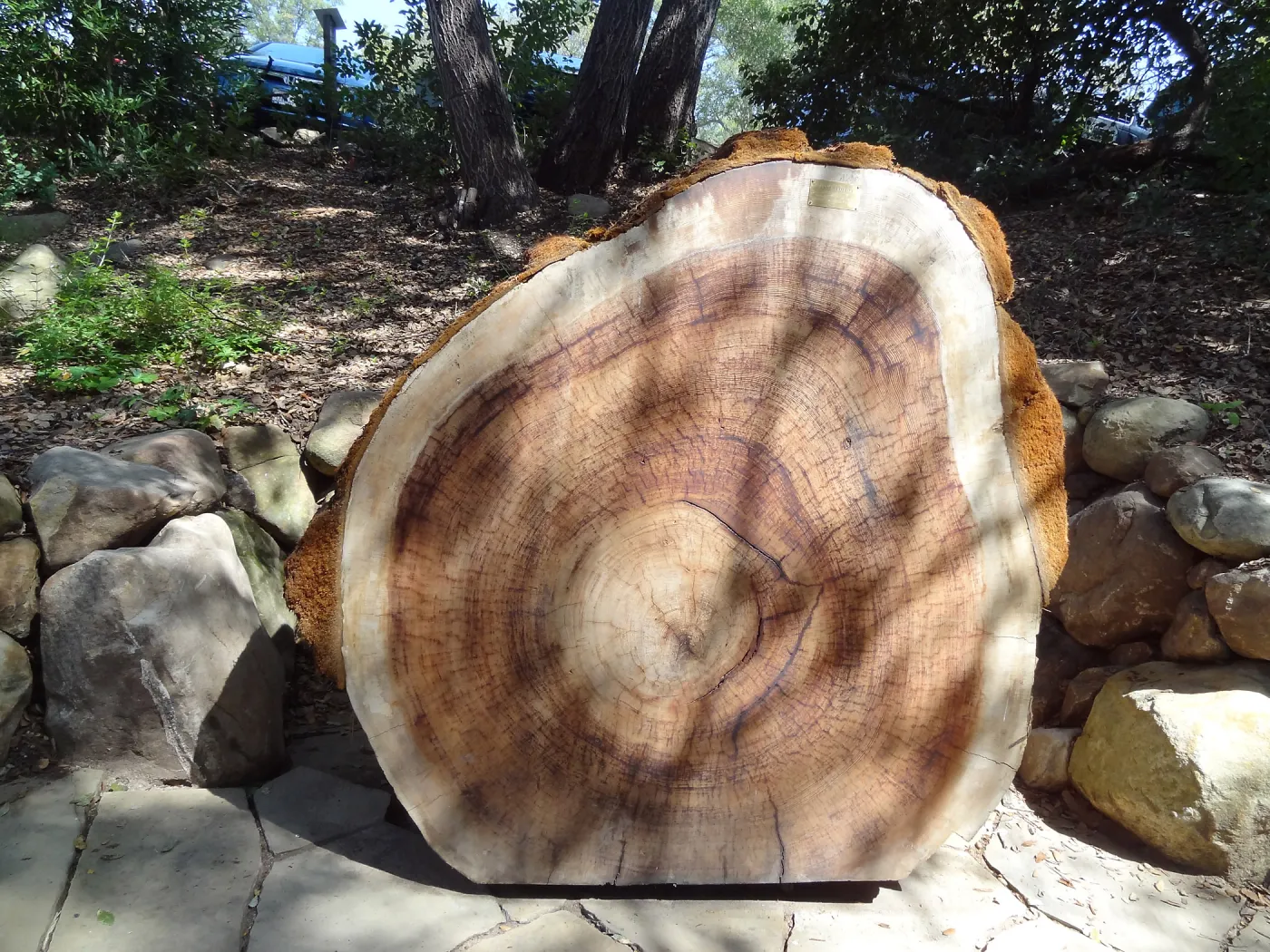 Giant Sequoia, Sequoiadendron gigantea, new Redwood round in the Arroyo Section, 
