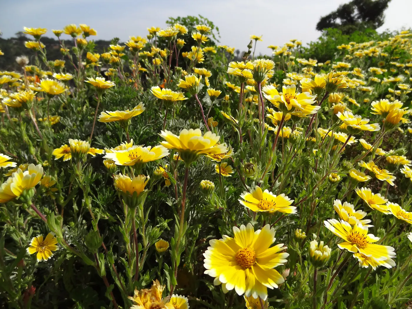 Wildflower display on the east side of the Garden