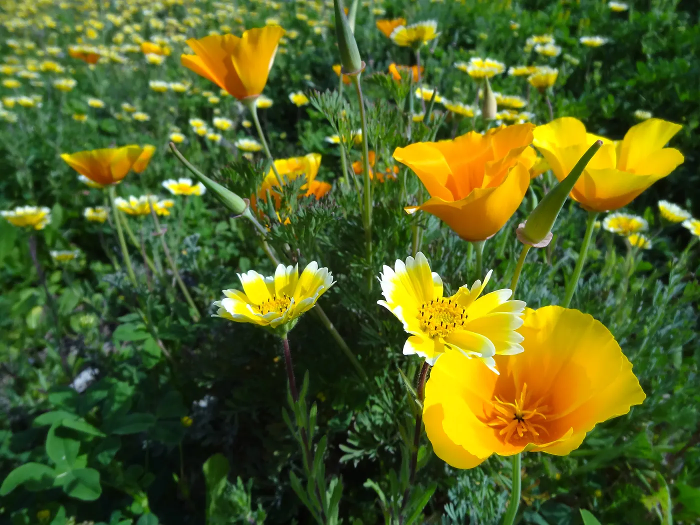 Wildflower display on the east side of the Garden
