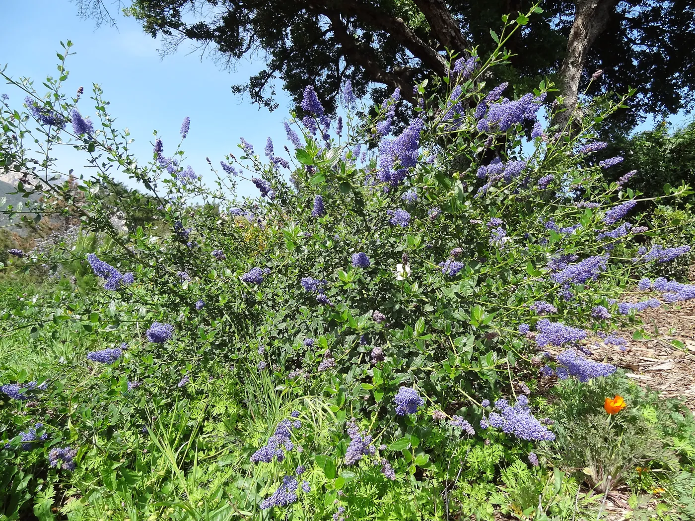 Ceanothus (California Lilac) growing on the Porter Trail, SBBG