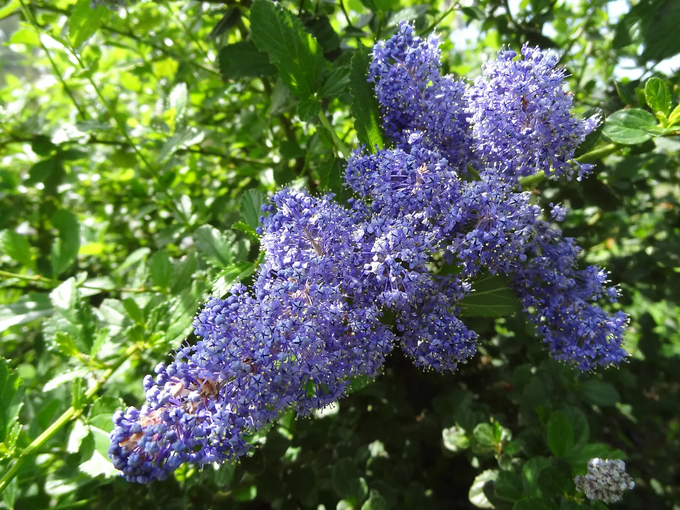 Ceanothus (California Lilac) growing on the Porter Trail, SBBG