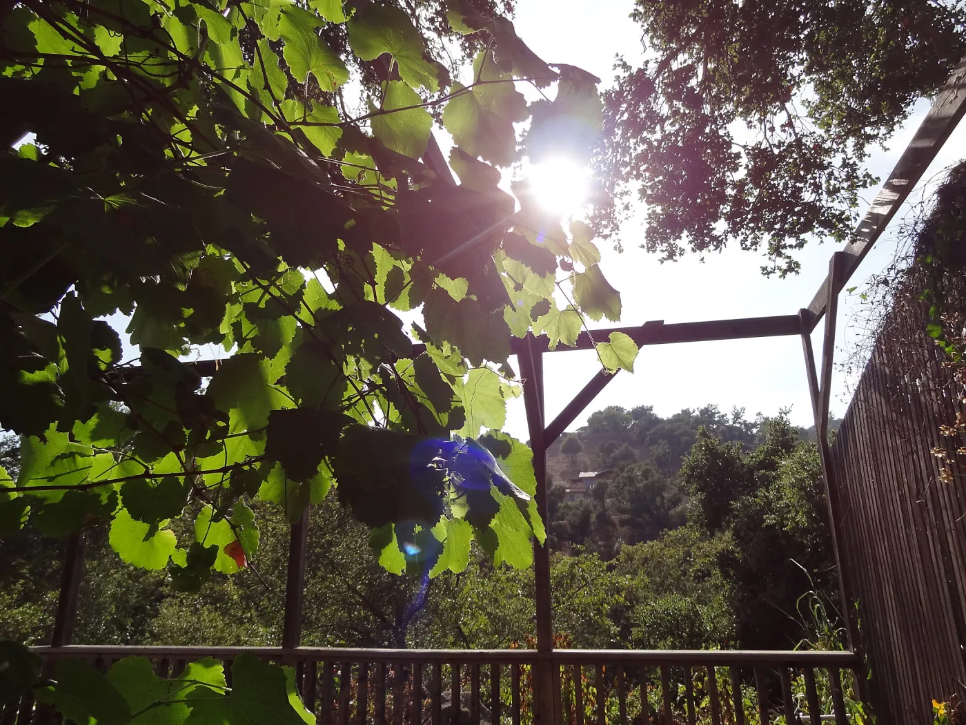 Grape vine on the Garden Terrace structure, SBBG