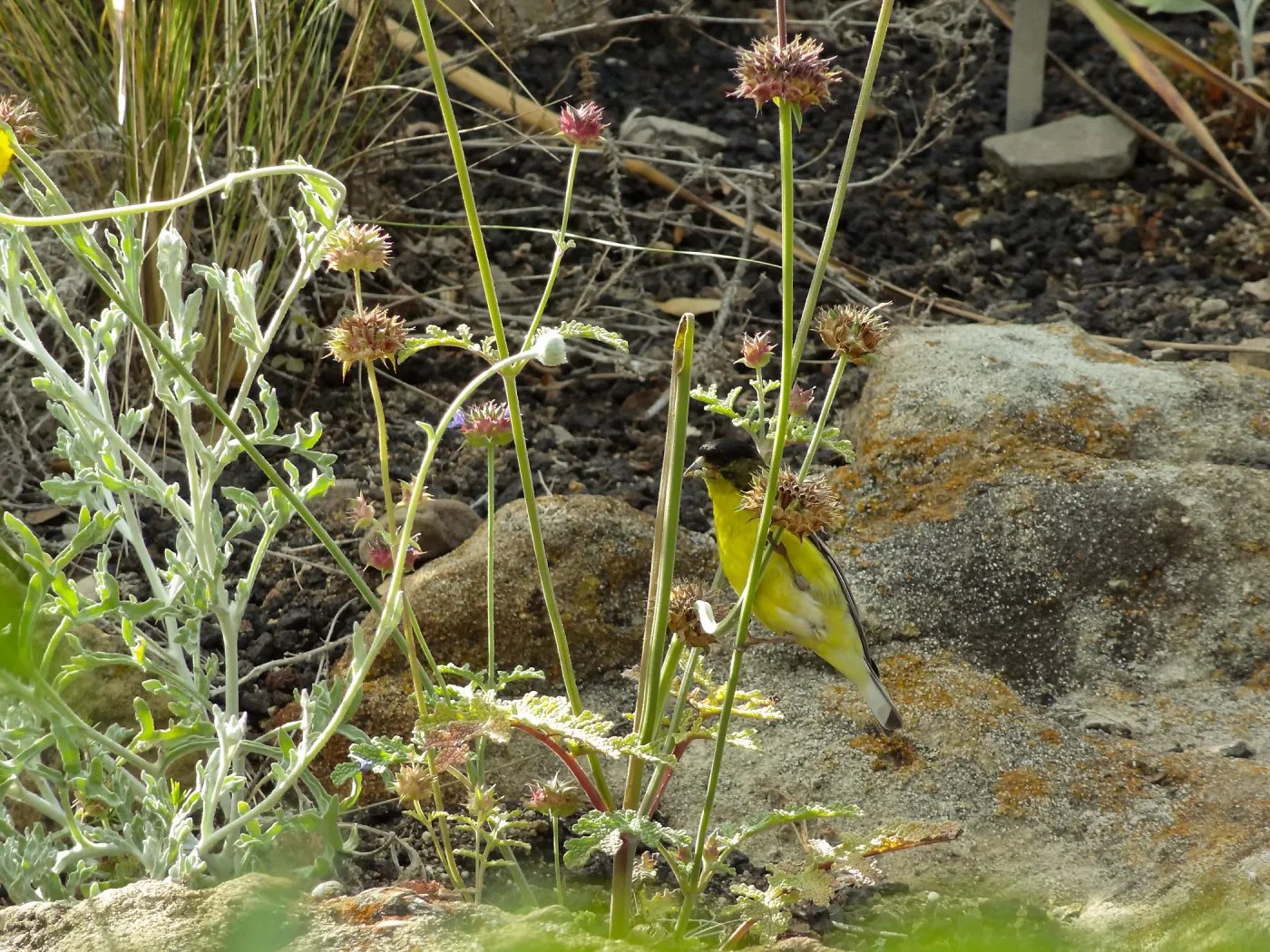 Gold finch, Desert Section, SBBG, bird