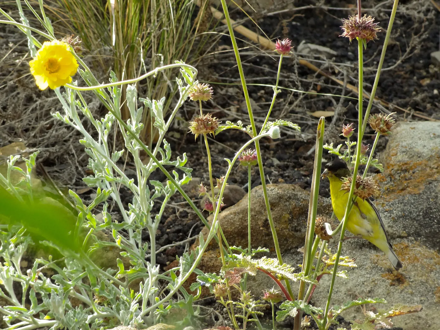 Gold finch, Desert Section, SBBG, bird