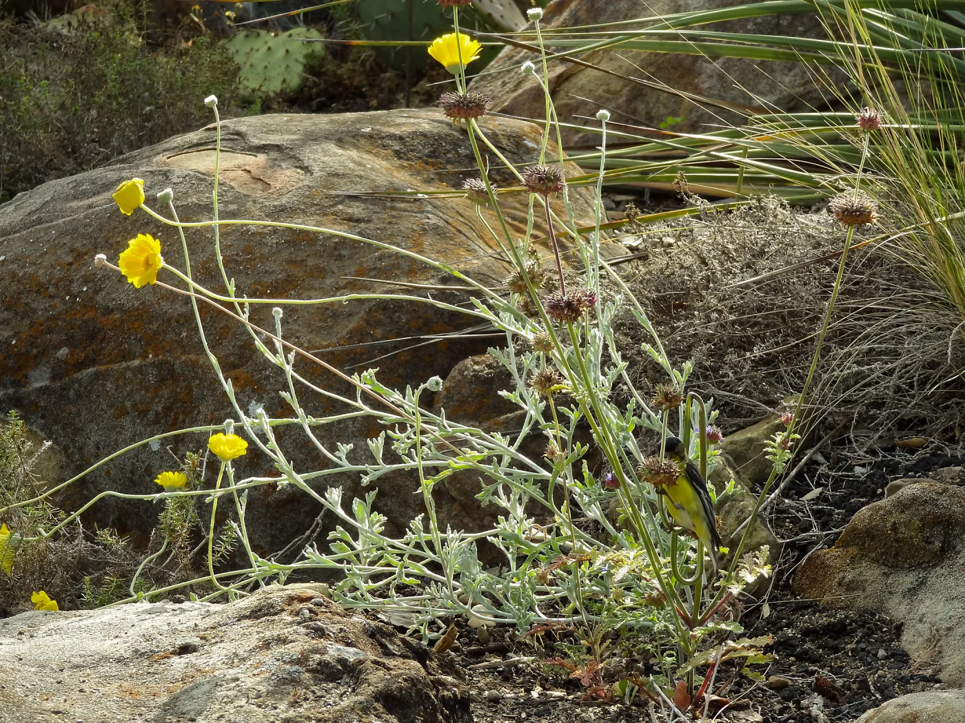 Gold finch, Desert Section, SBBG, bird