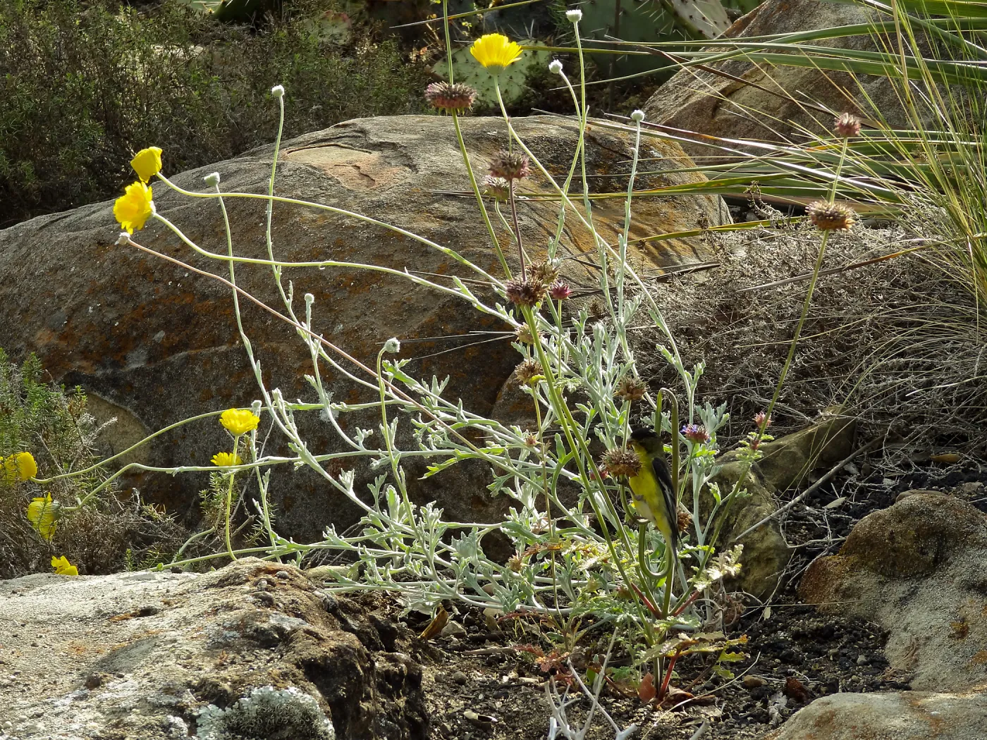 Gold finch, Desert Section, SBBG, bird