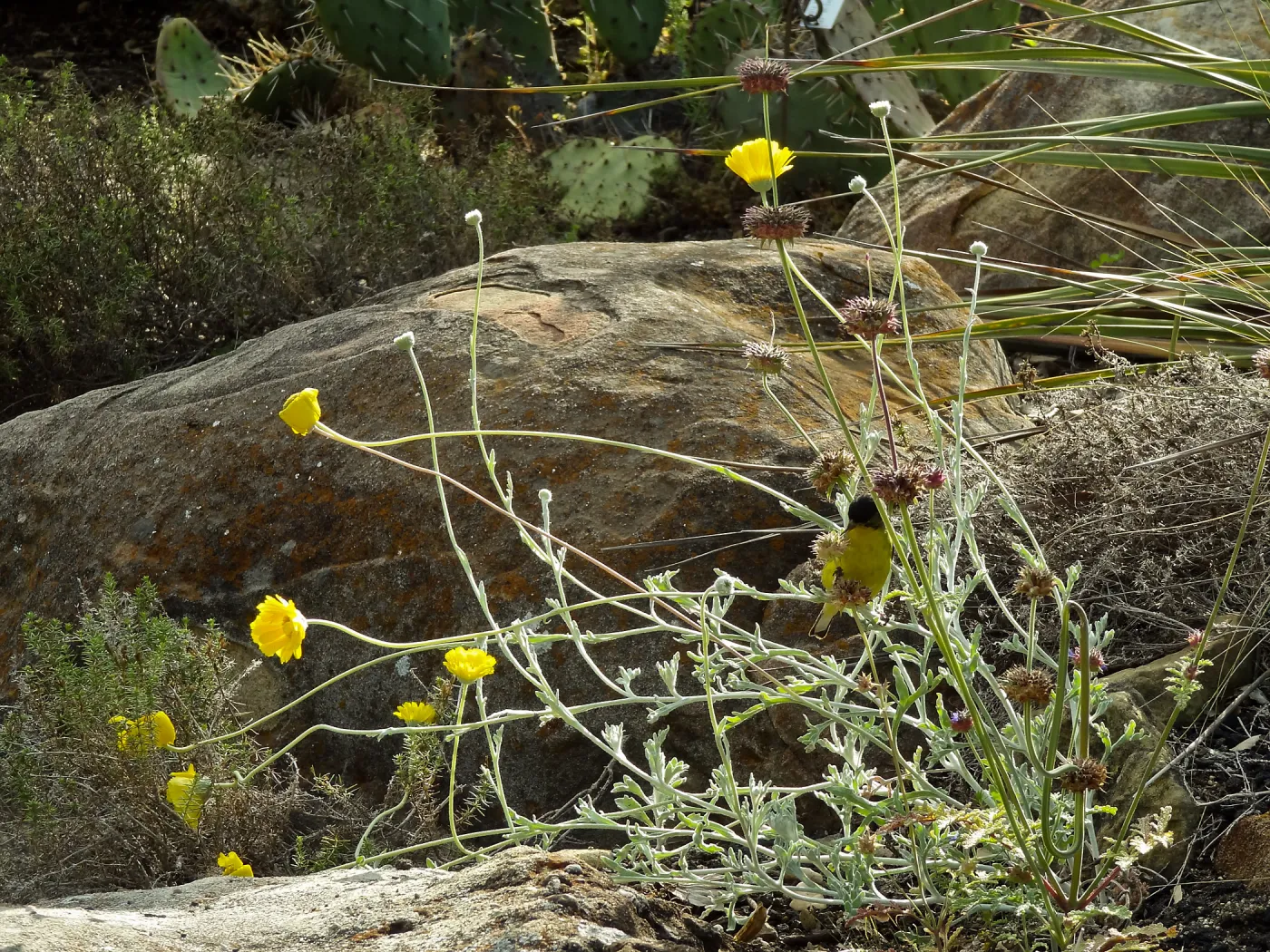 Gold finch, Desert Section, SBBG, bird