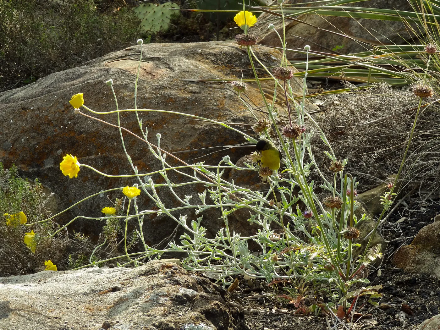 Gold finch, Desert Section, SBBG, bird