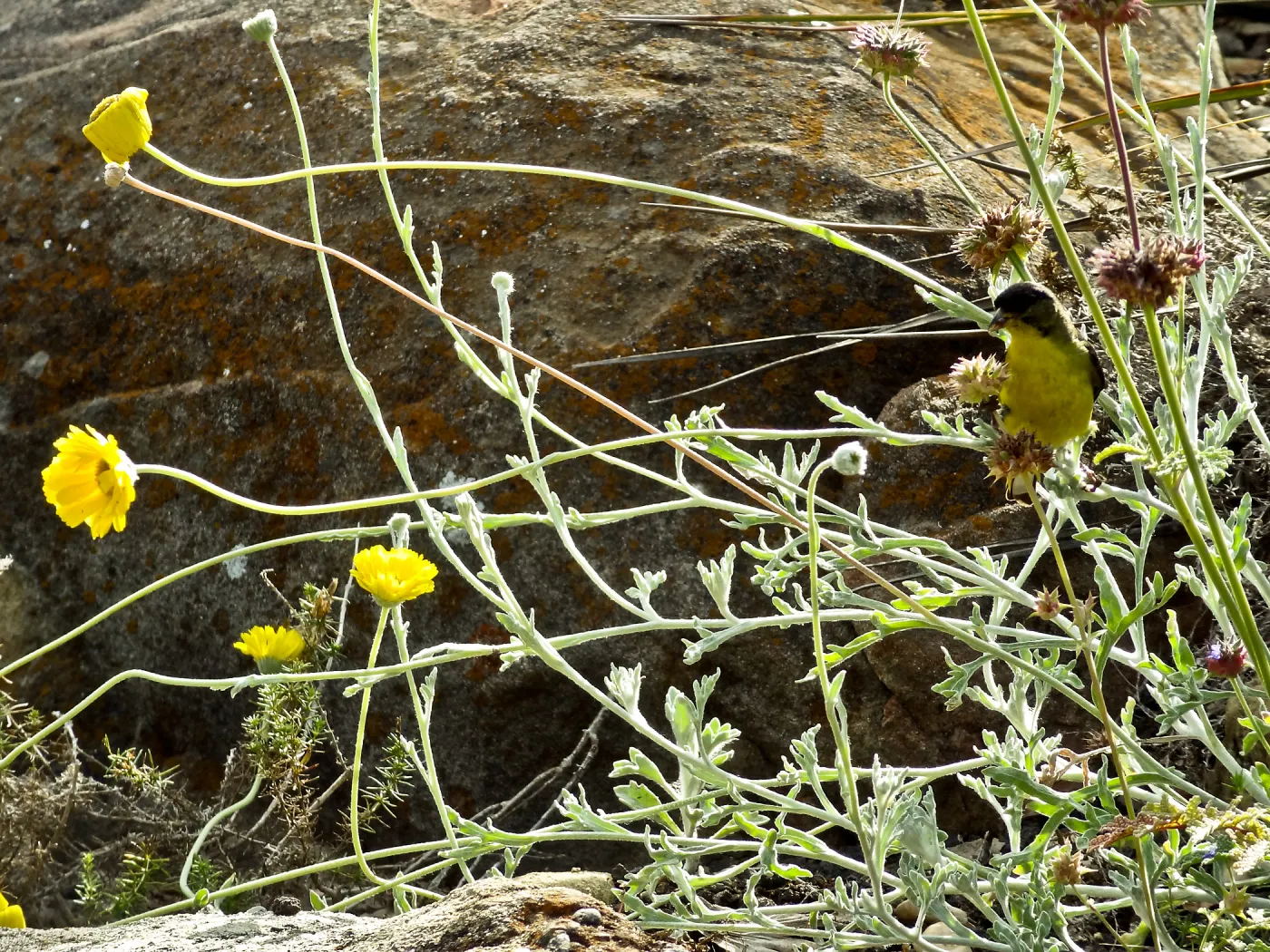 Gold finch, Desert Section, SBBG, bird
