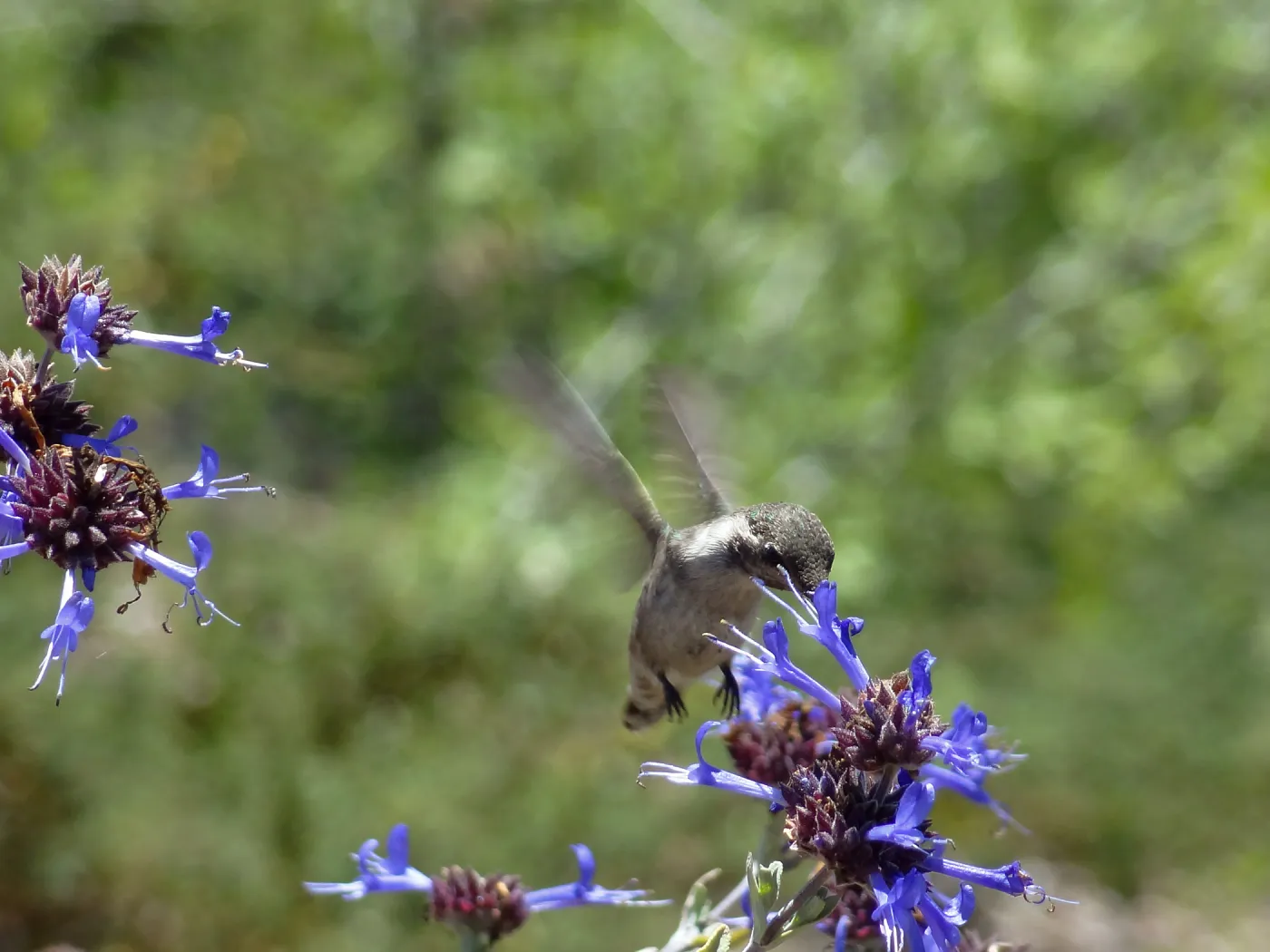 Hummingbird visiting Salvia (Sage), SBBG