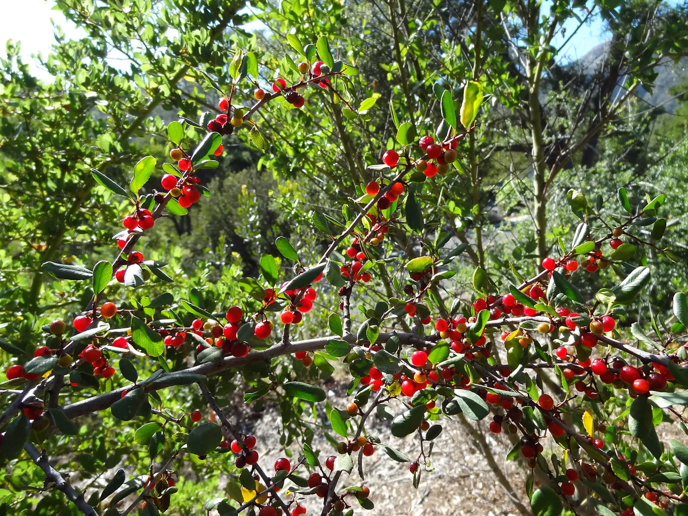 red berries, Rhamnus, Porter Trail, SBBG