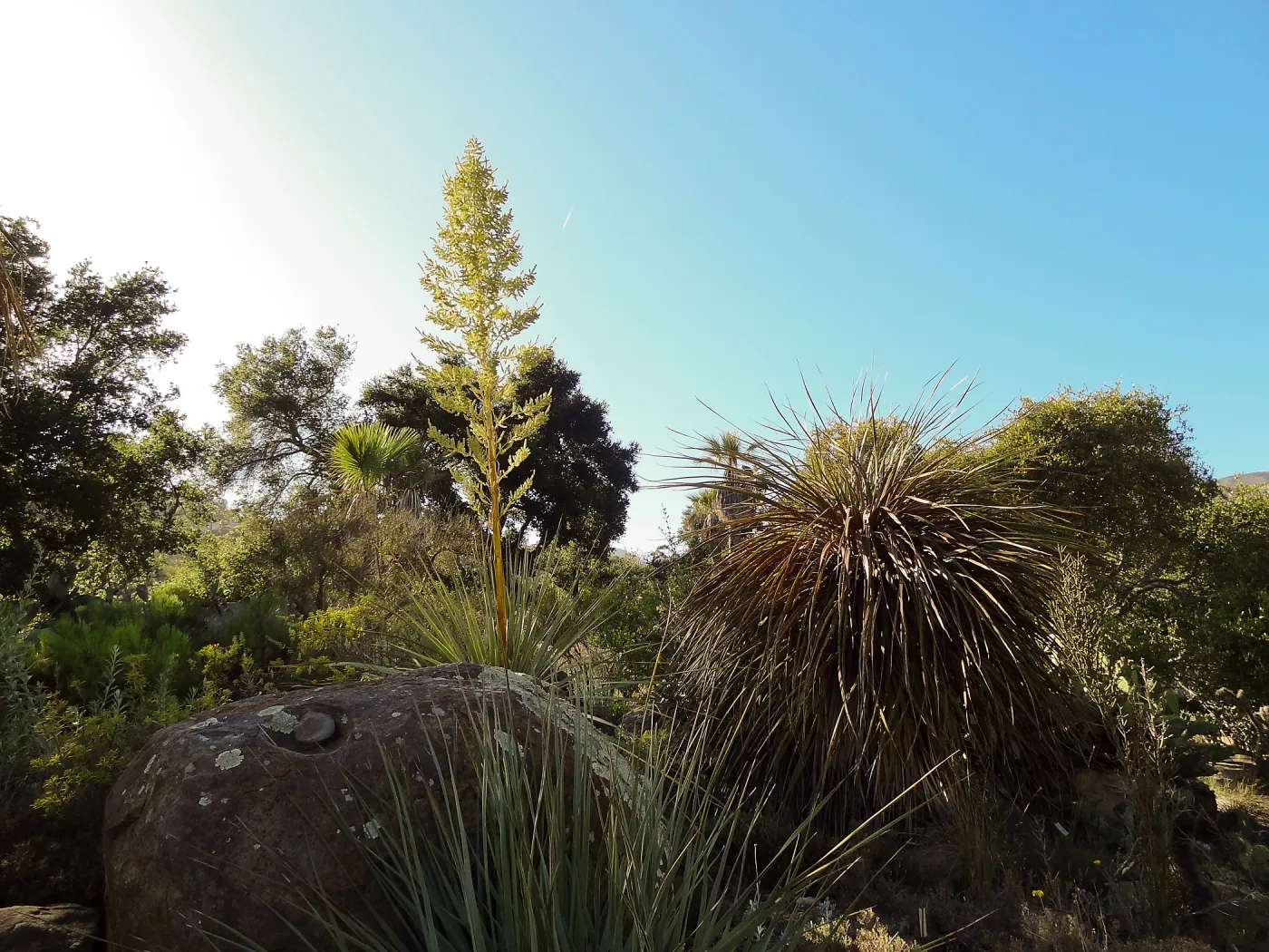 SBBG Desert Section