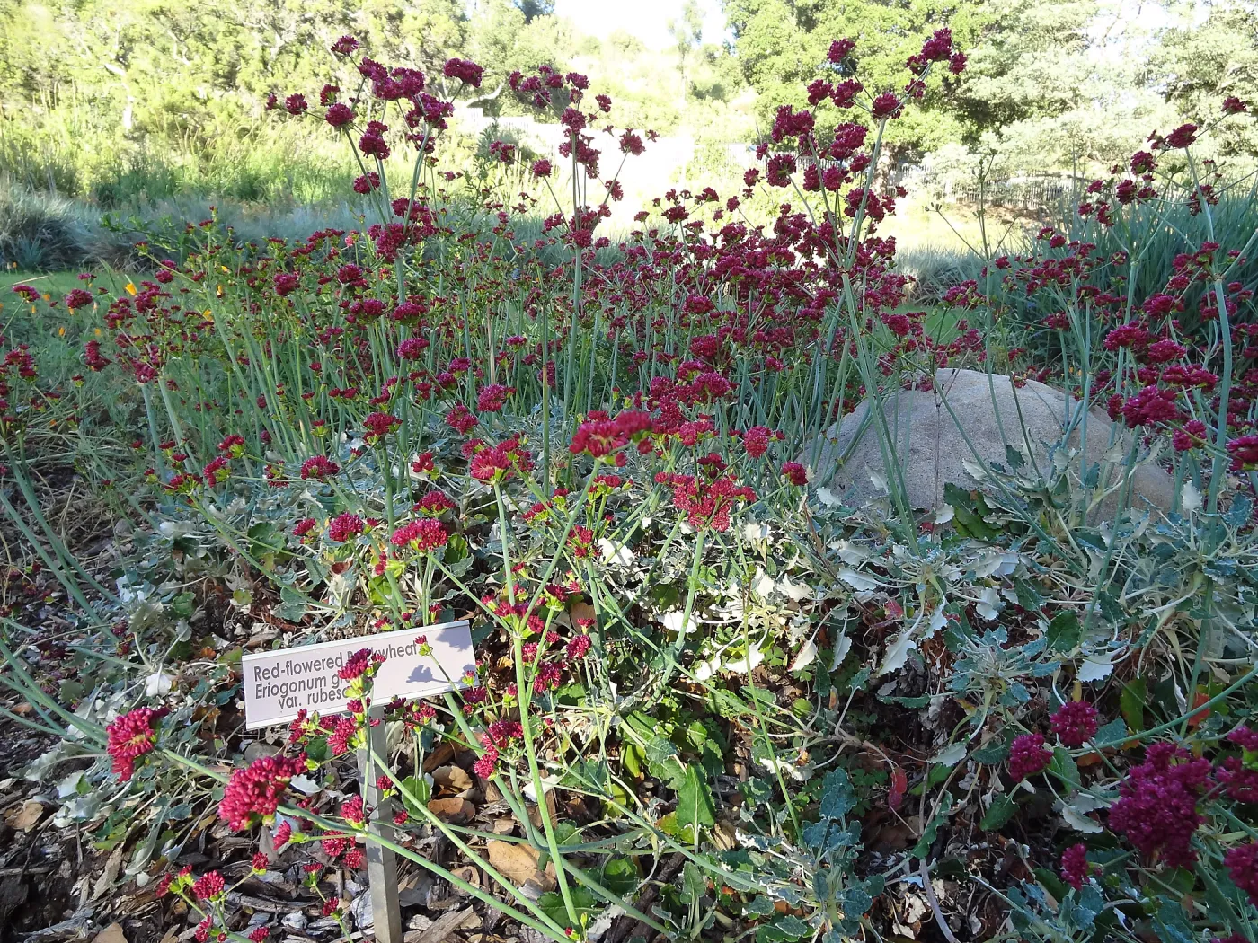 Eriogonum grande var. rubescens, SBBG Meadow border