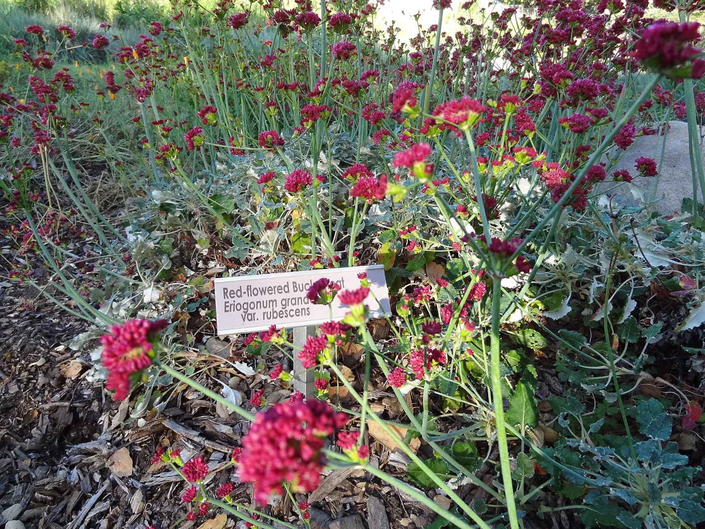 Eriogonum grande var. rubescens, SBBG Meadow border