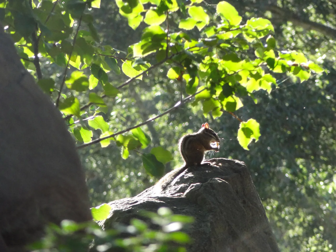 Chipmunk, Meadow Oaks, SBBG