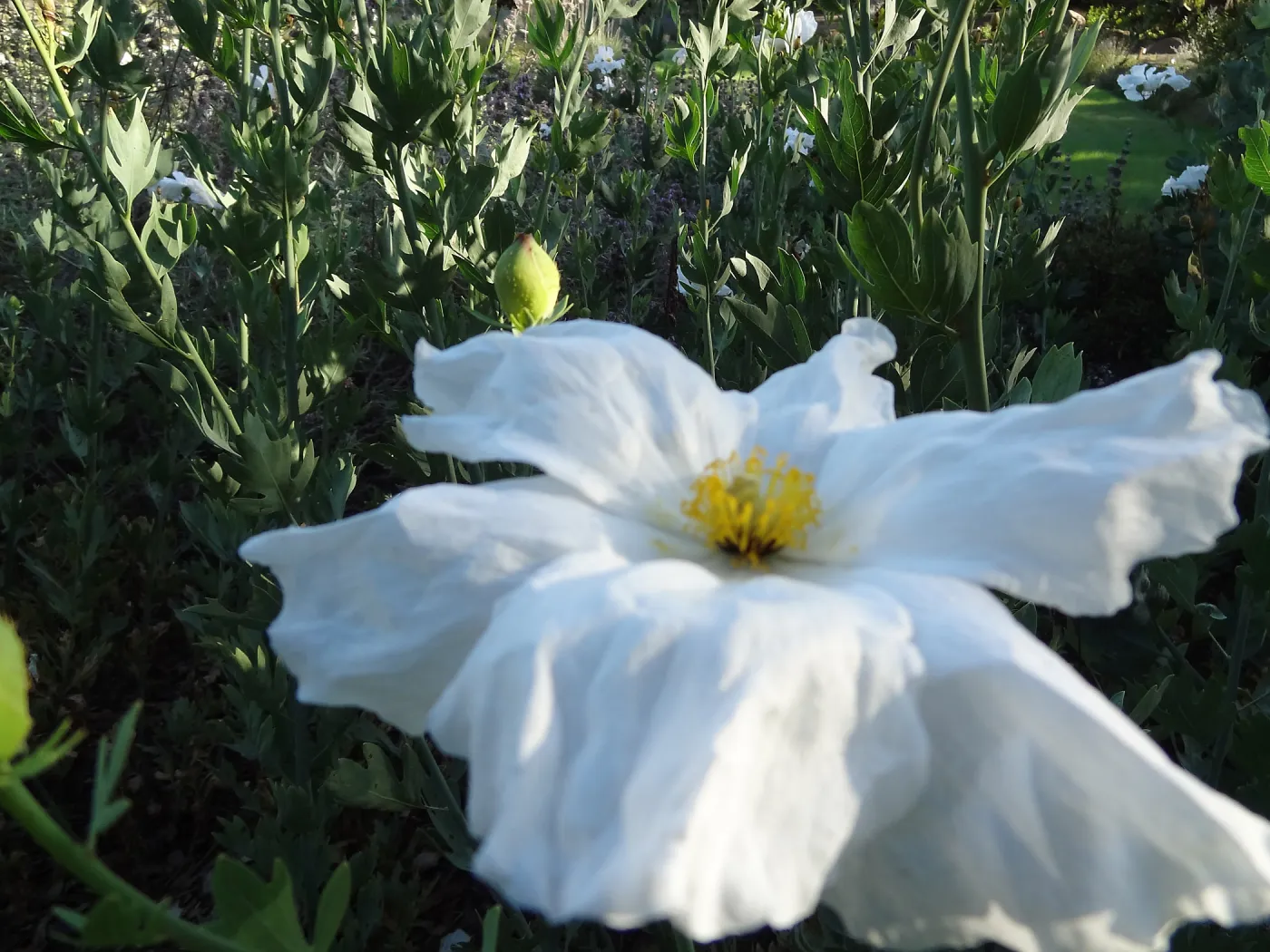 Matillija poppies in bloom, top of the Meadow, SBBG