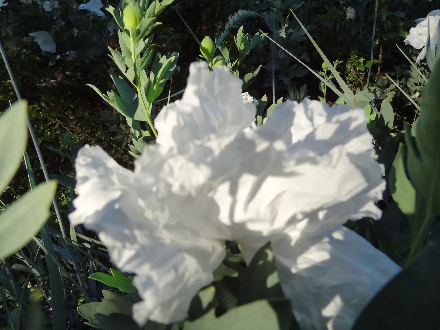 Matillija poppies in bloom, top of the Meadow, SBBG