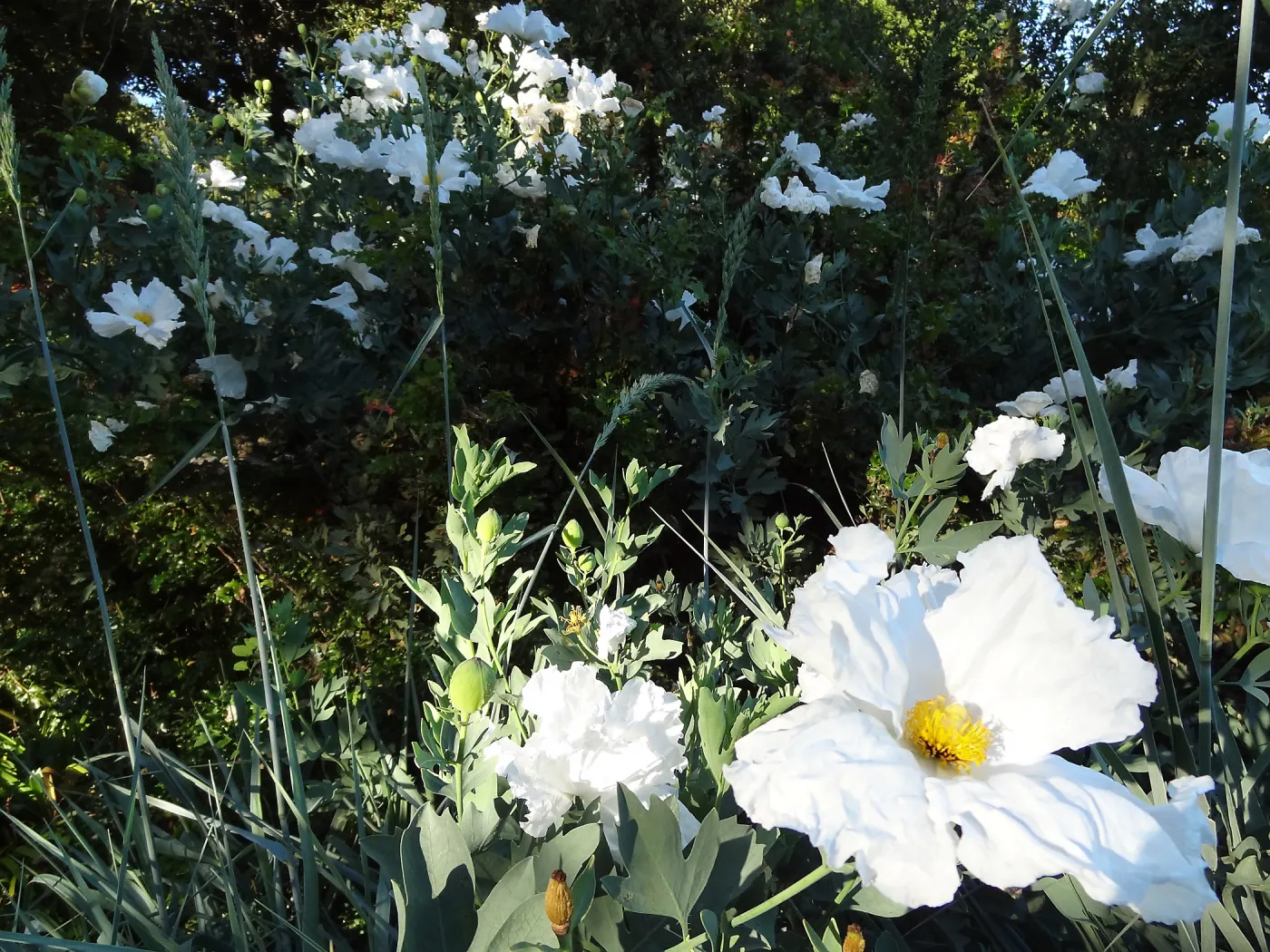Matillija poppies in bloom, top of the Meadow, SBBG