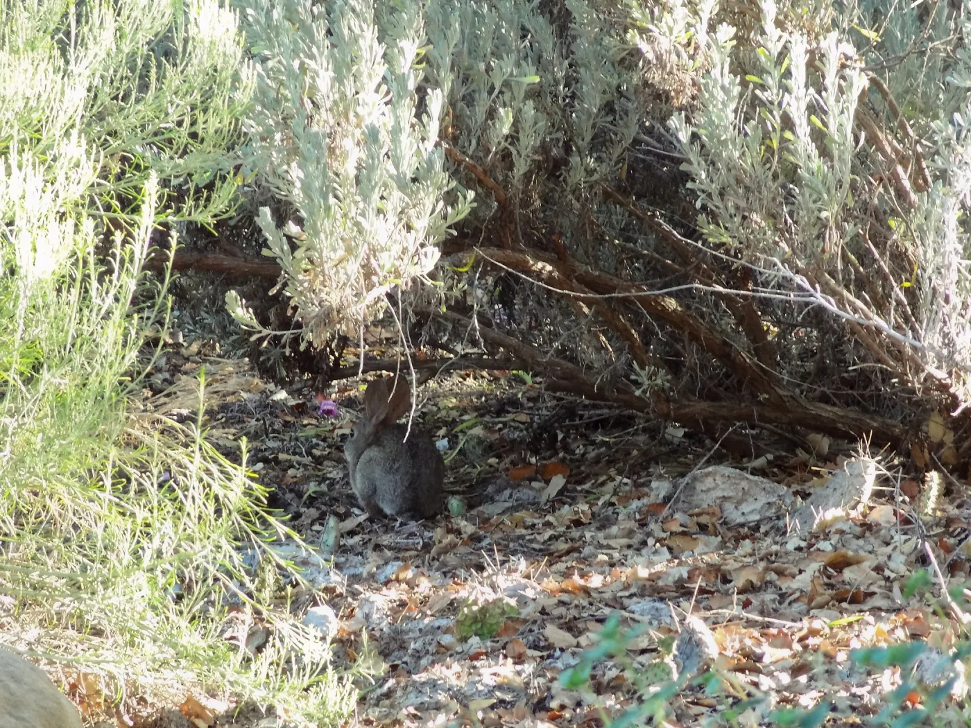bunny, rabbit, Desert Section, SBBG