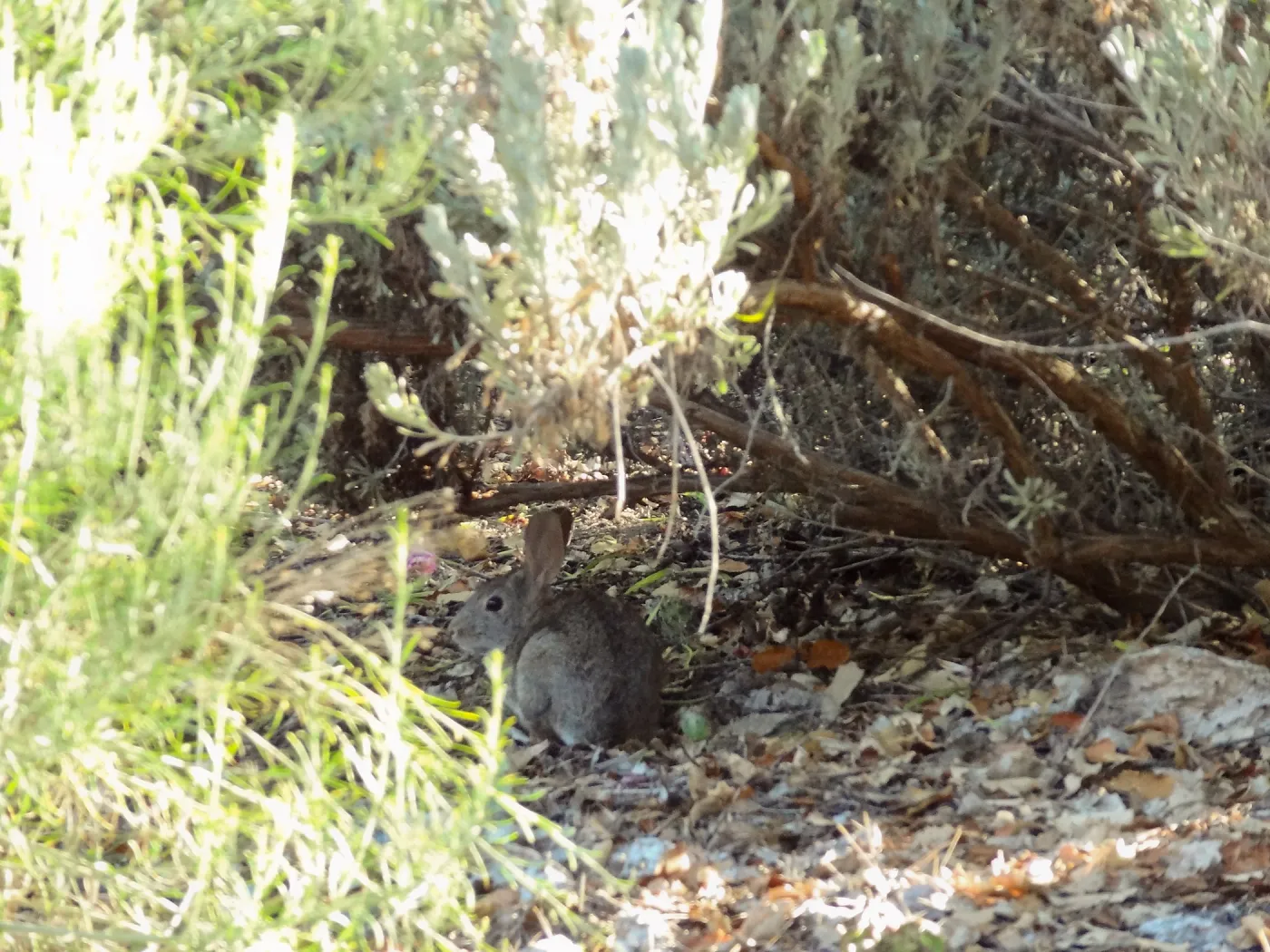 bunny, rabbit, Desert Section, SBBG