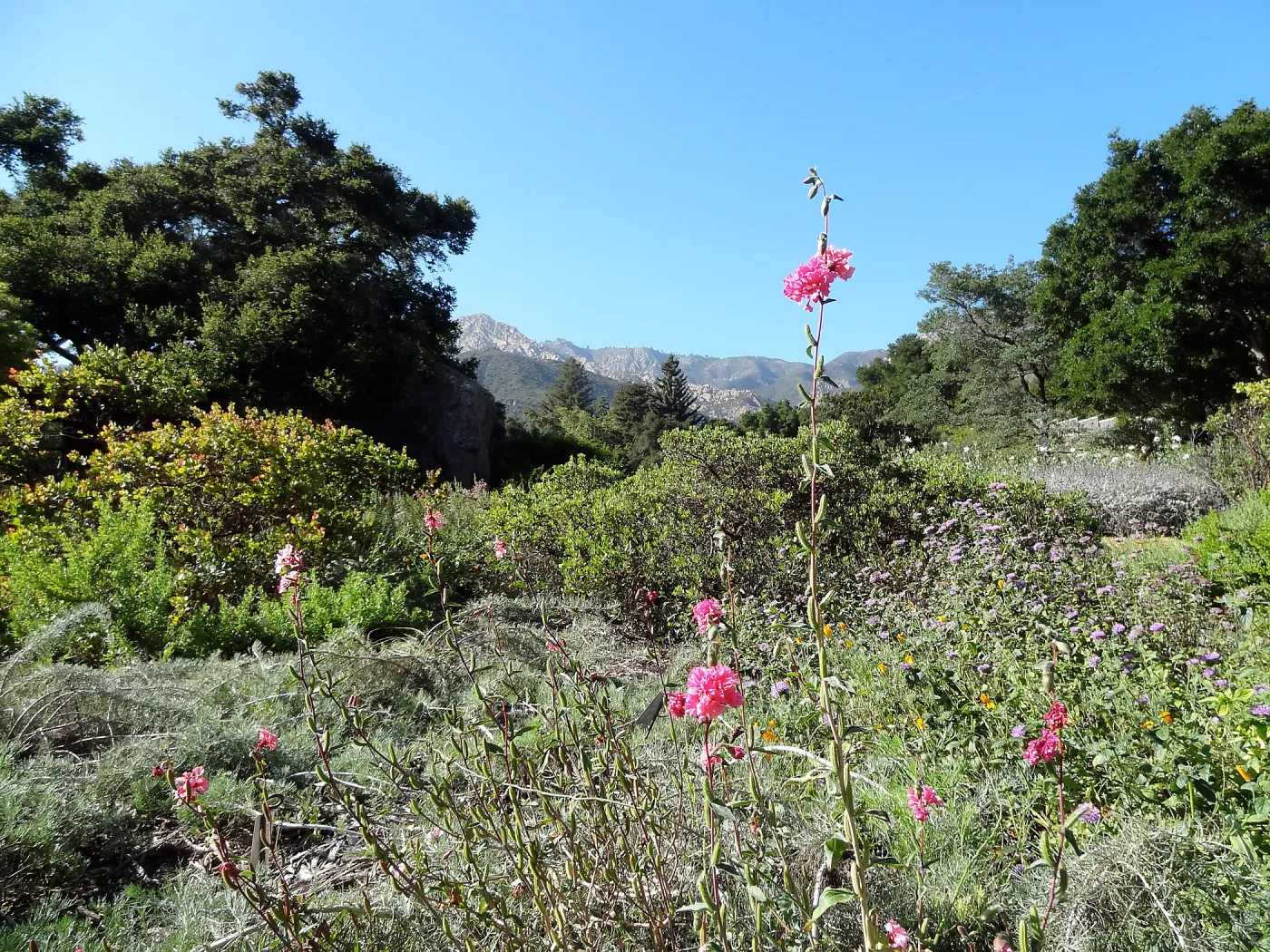 SBBG Meadow