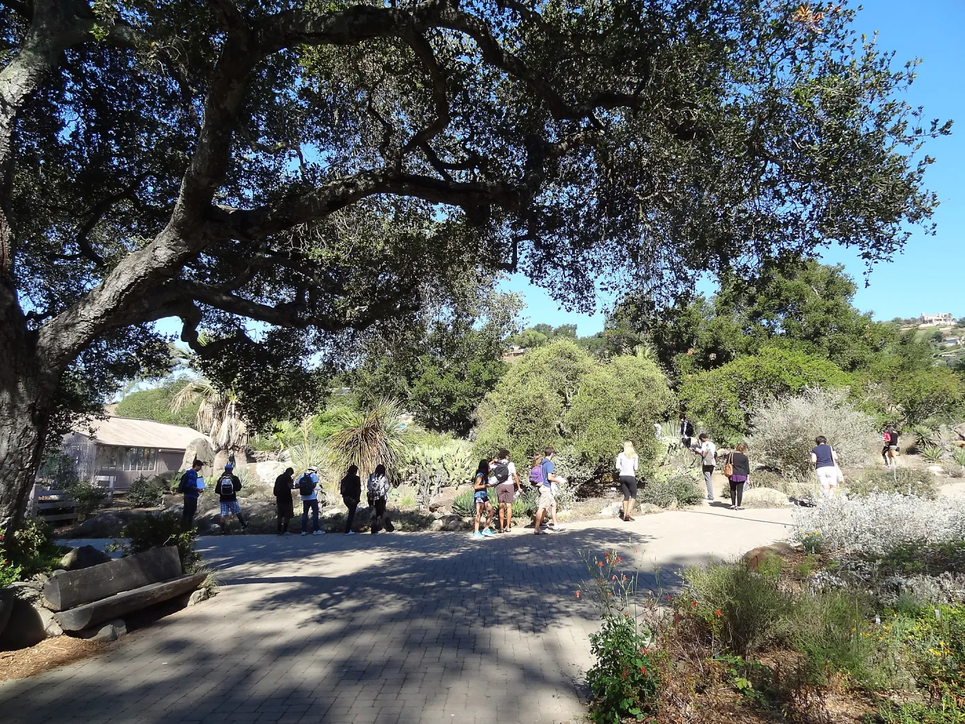 Student tour, Desert Section, Garden Entrance, SBBG
