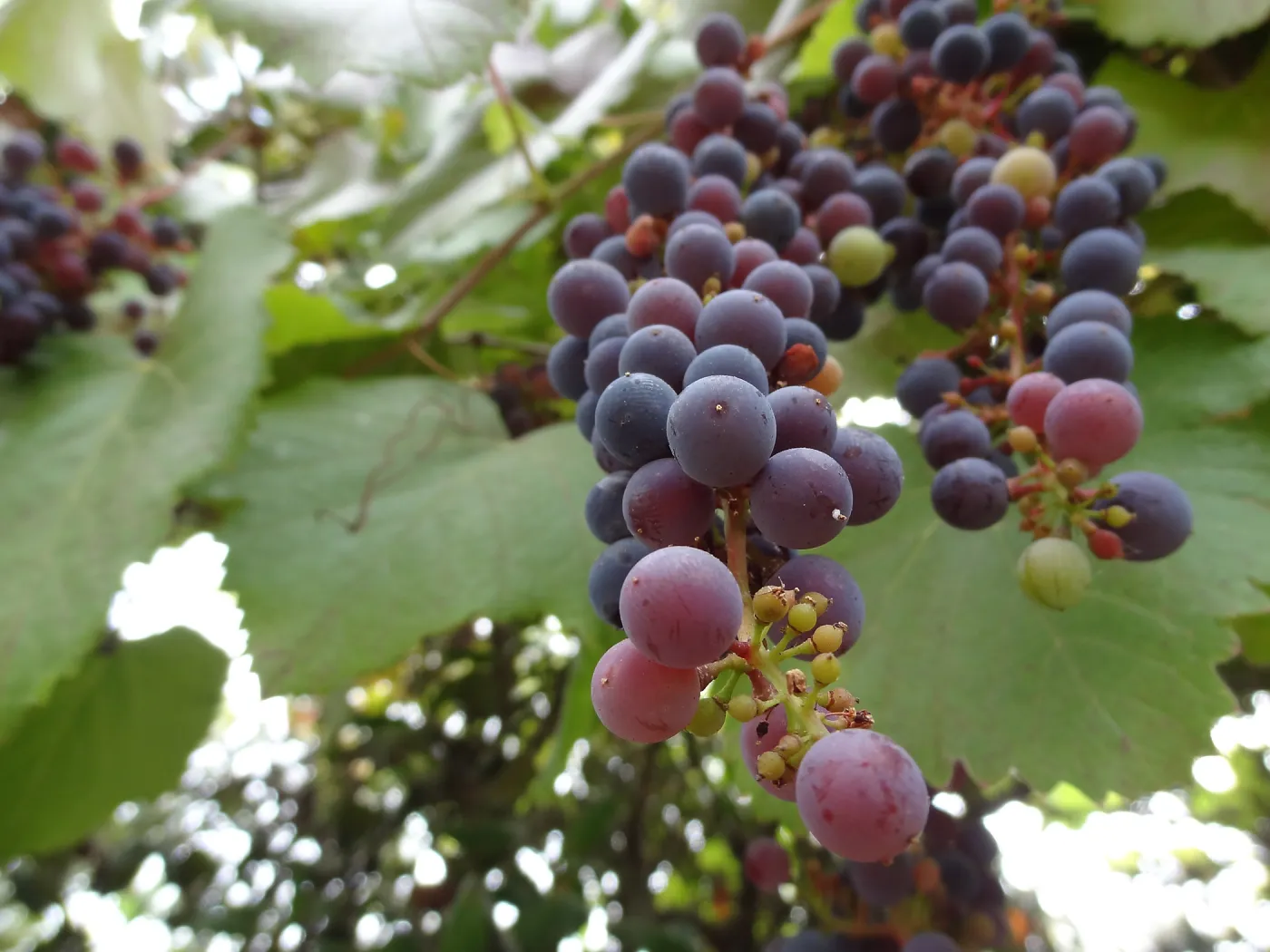 native California grapes on the vine, Vitis californica, SBBG