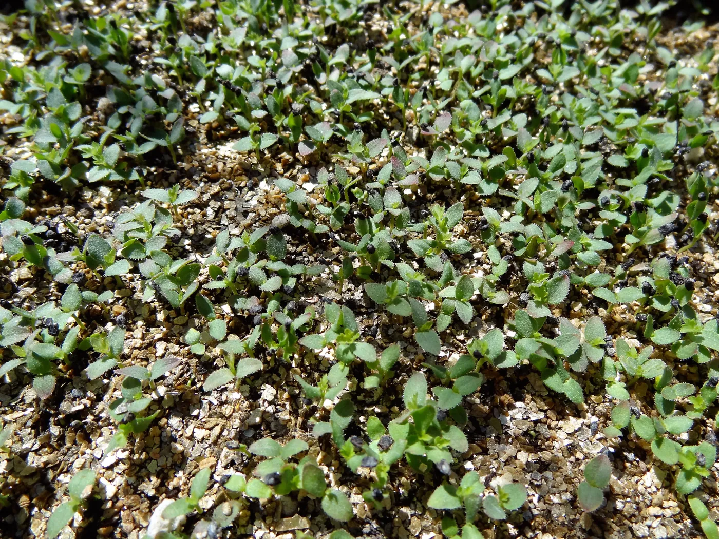 SBBG Horticulture, plant propagation at the Hort unit