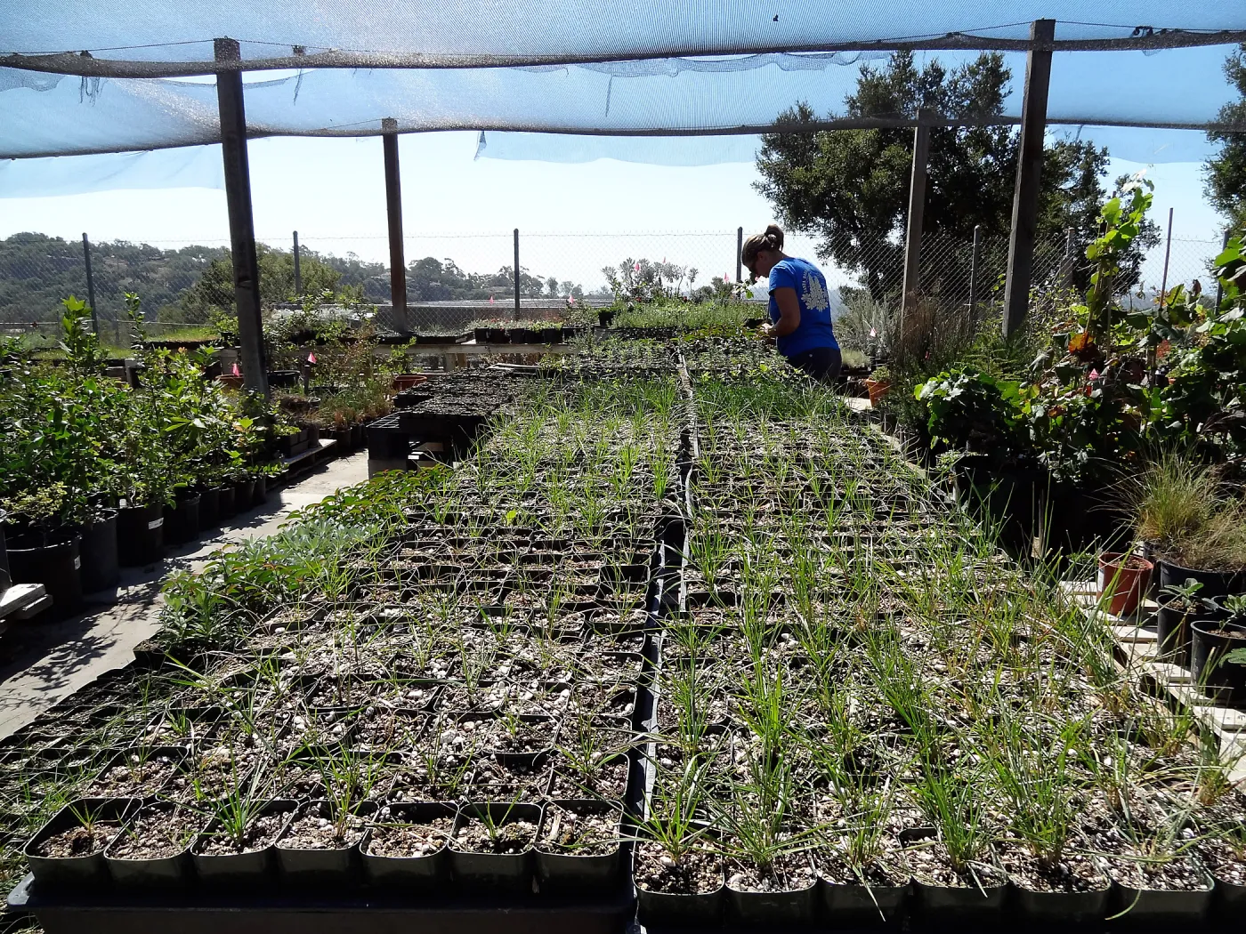 SBBG Horticulture, plant propagation at the Hort unit, Heather Wehnau