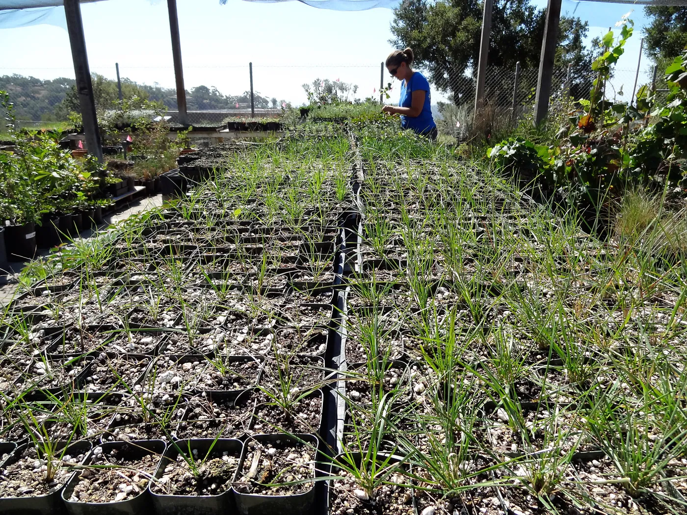 SBBG Horticulture, plant propagation at the Hort unit, Heather Wehnau