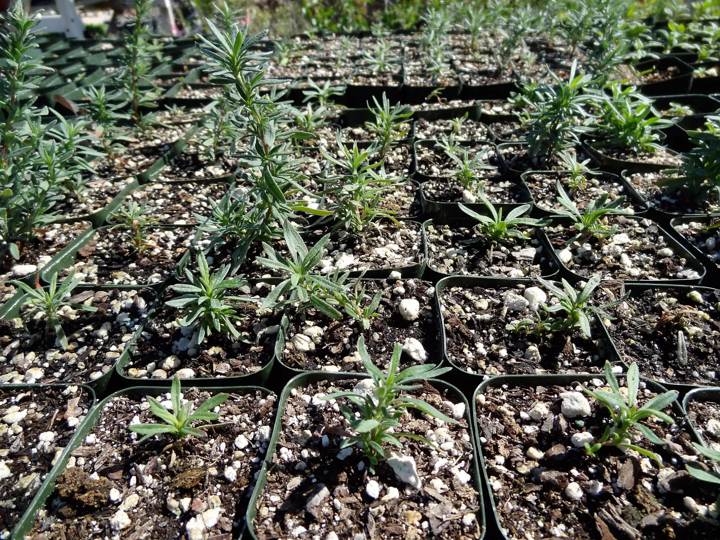 SBBG Horticulture, plant propagation at the Hort unit
