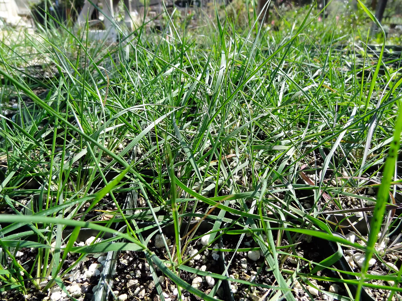 SBBG Horticulture, plant propagation at the Hort unit
