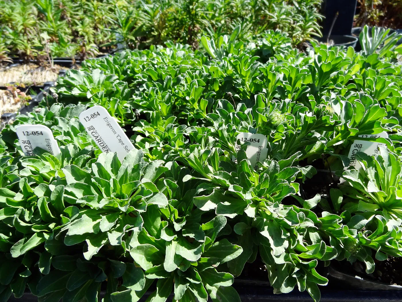 SBBG Horticulture, plant propagation at the Hort unit