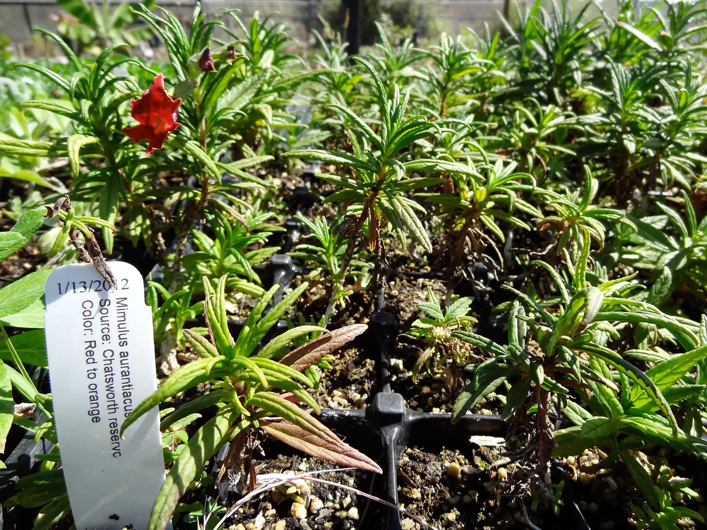 SBBG Horticulture, plant propagation at the Hort unit