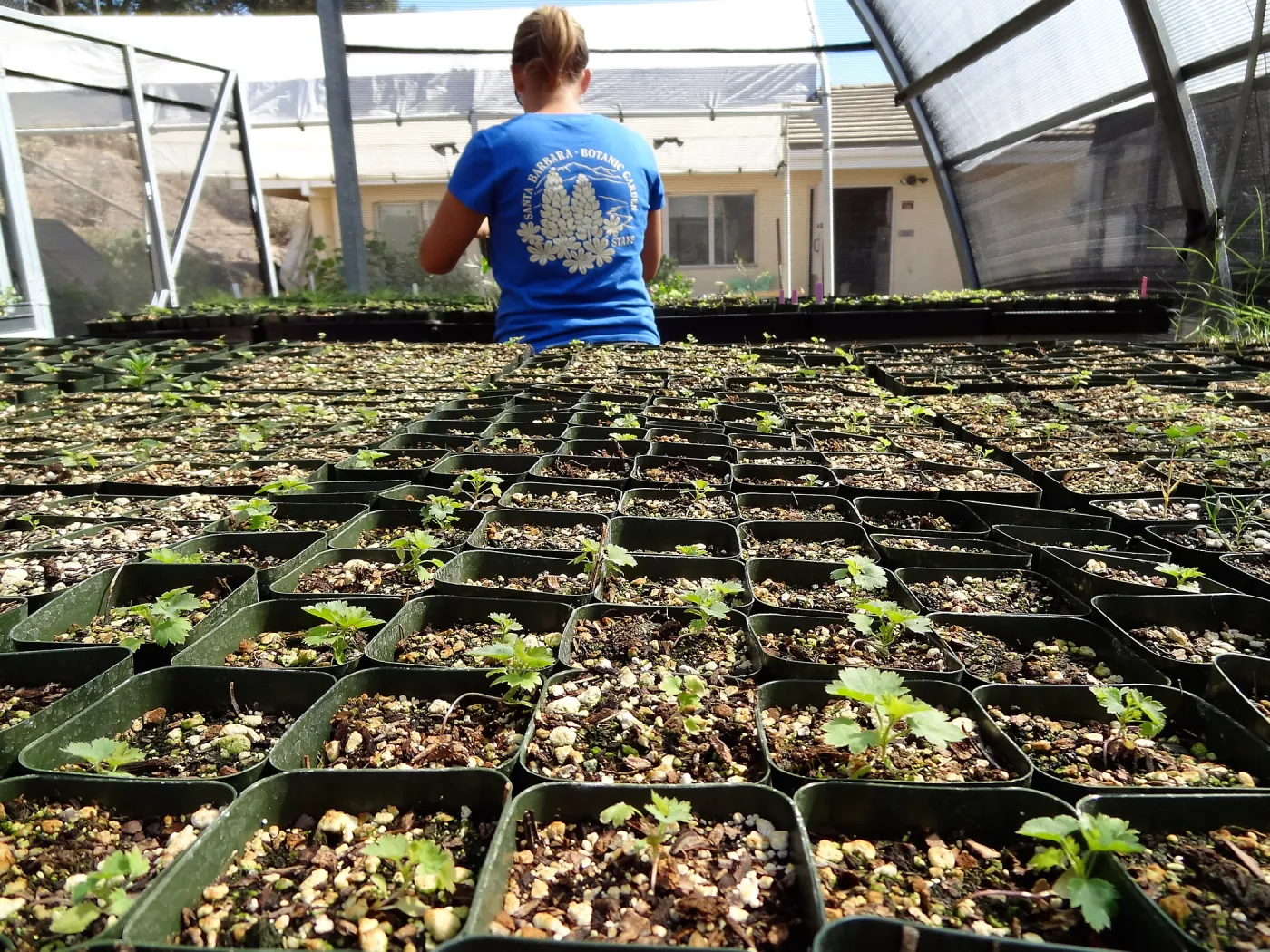 SBBG Horticulture, plant propagation at the Hort unit, Heather Wehnau