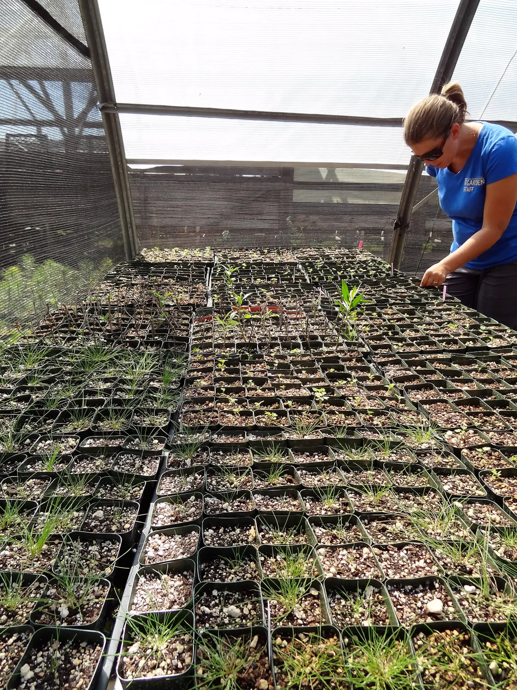 SBBG Horticulture, plant propagation at the Hort unit, Heather Wehnau