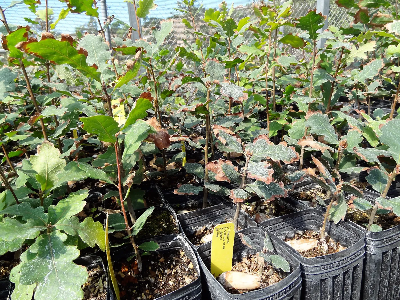 SBBG Horticulture, plant propagation at the Hort unit